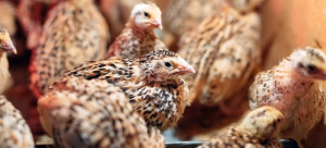 A flock of quail in a cage.