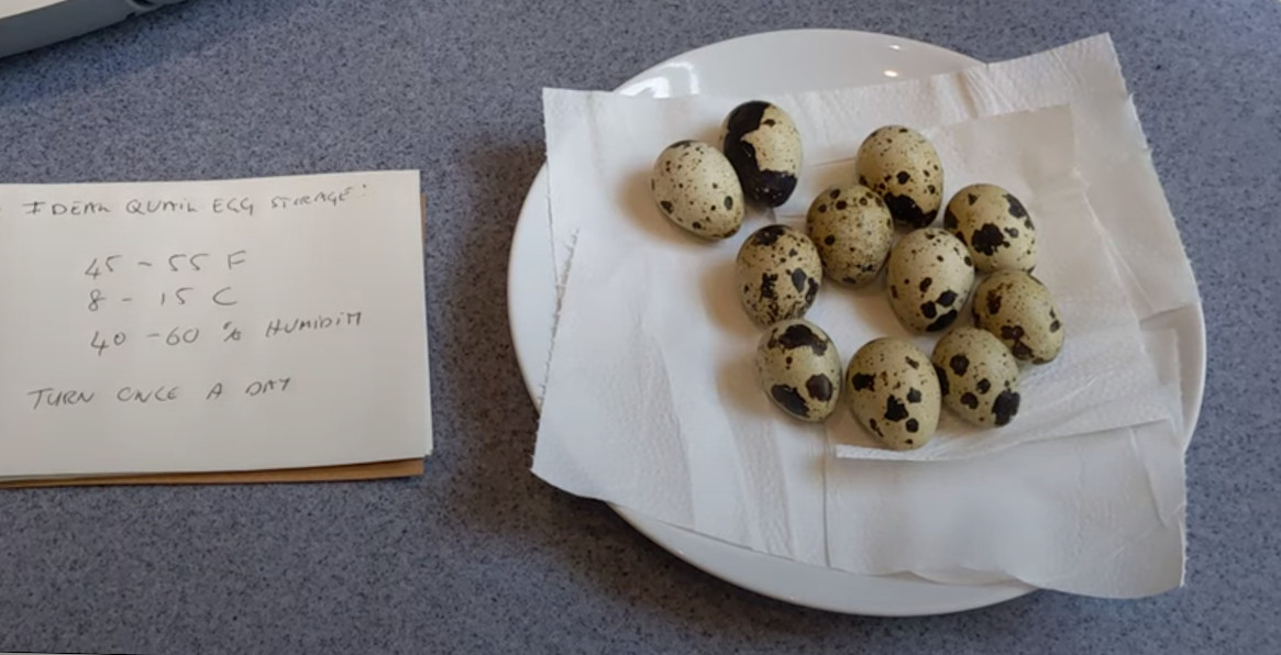 How I store my fertile quail eggs before I incubate them