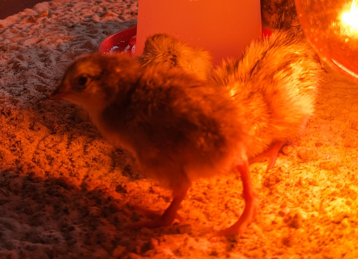 A new hatch of quail chicks in the brooder.