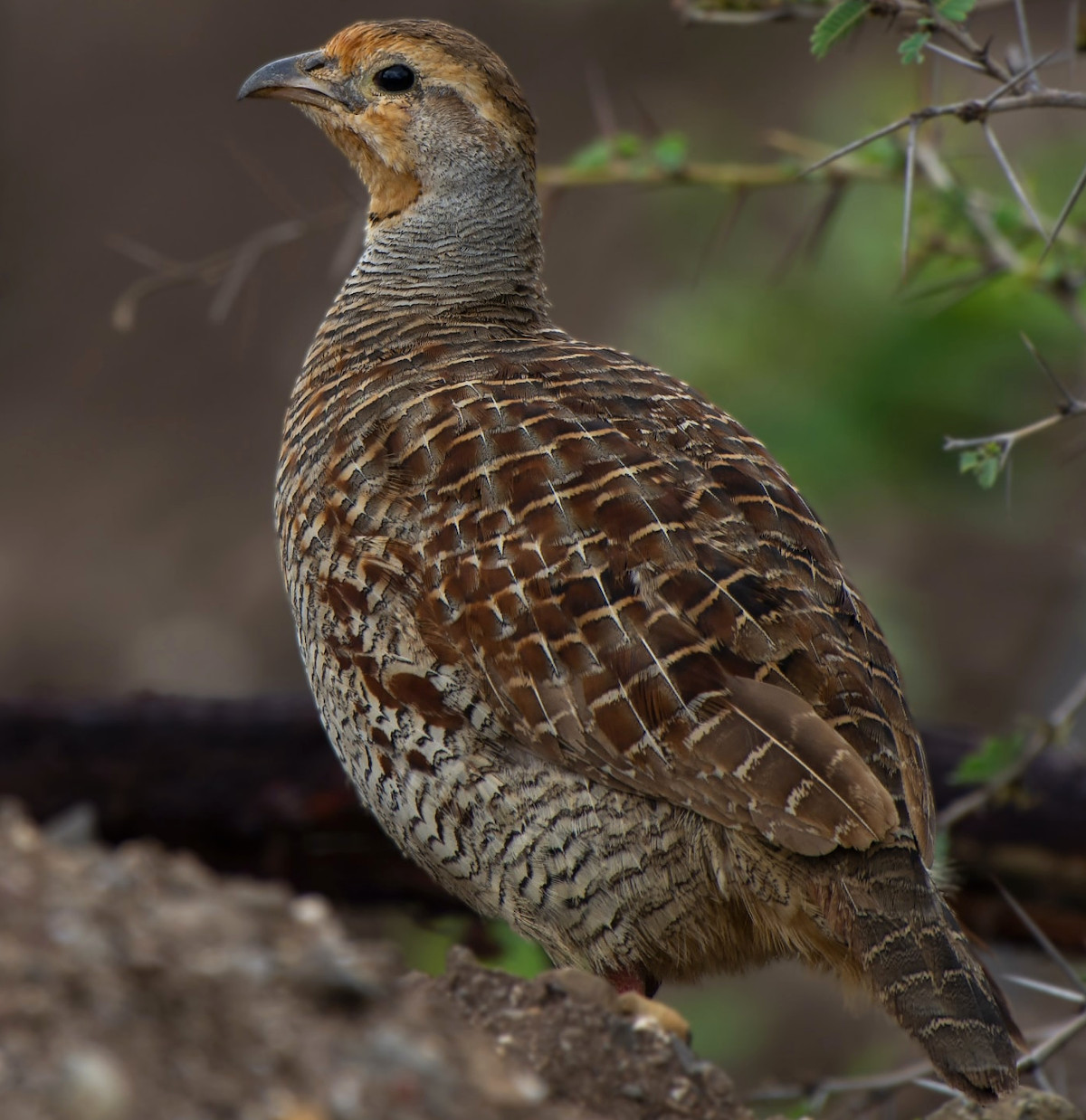The different breeds of quail are all subtlety different