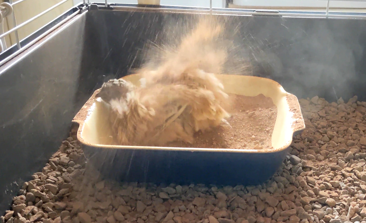 A quail hen having a dust bath.