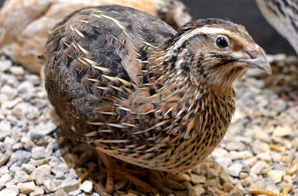 A close up showing the feathers of a quail