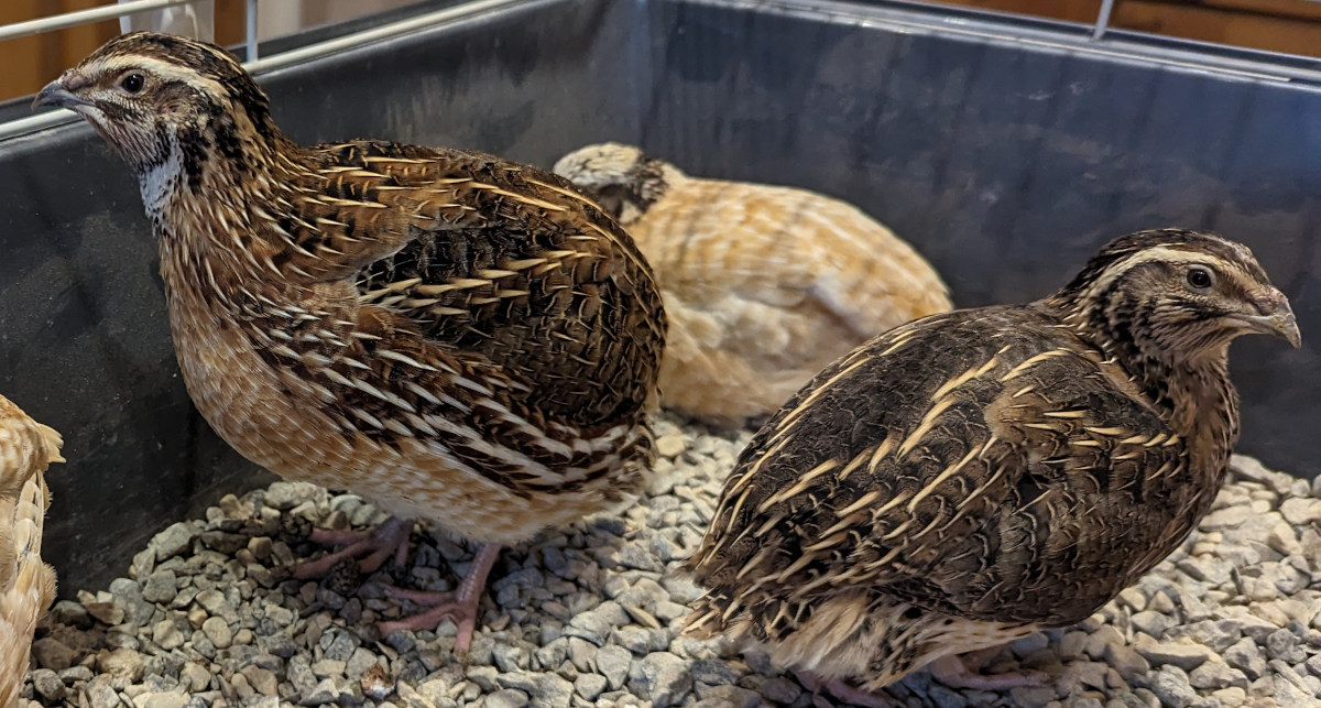 Quail and their keeping on the homestead.