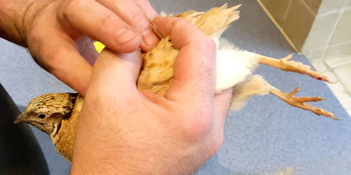 Holding a quail in my hand.