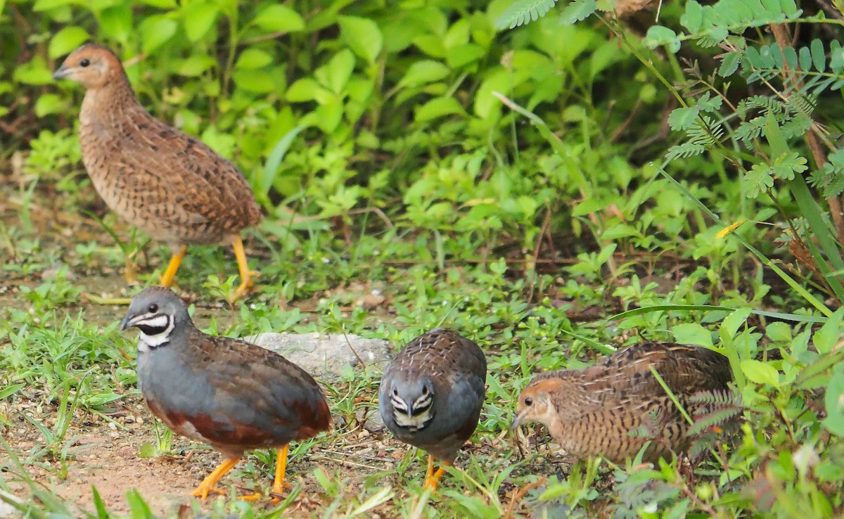 2 pairs of button quail on pasture