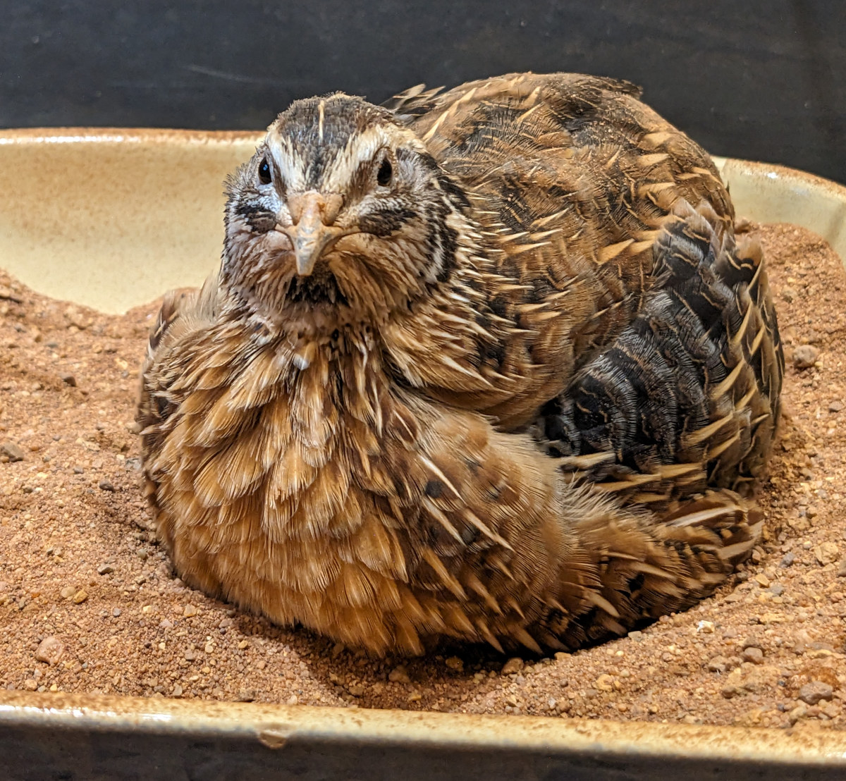 A quail in close up.