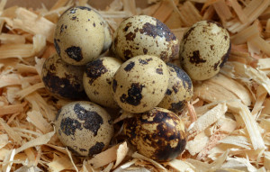 A dozen eggs from my Japanese quail.