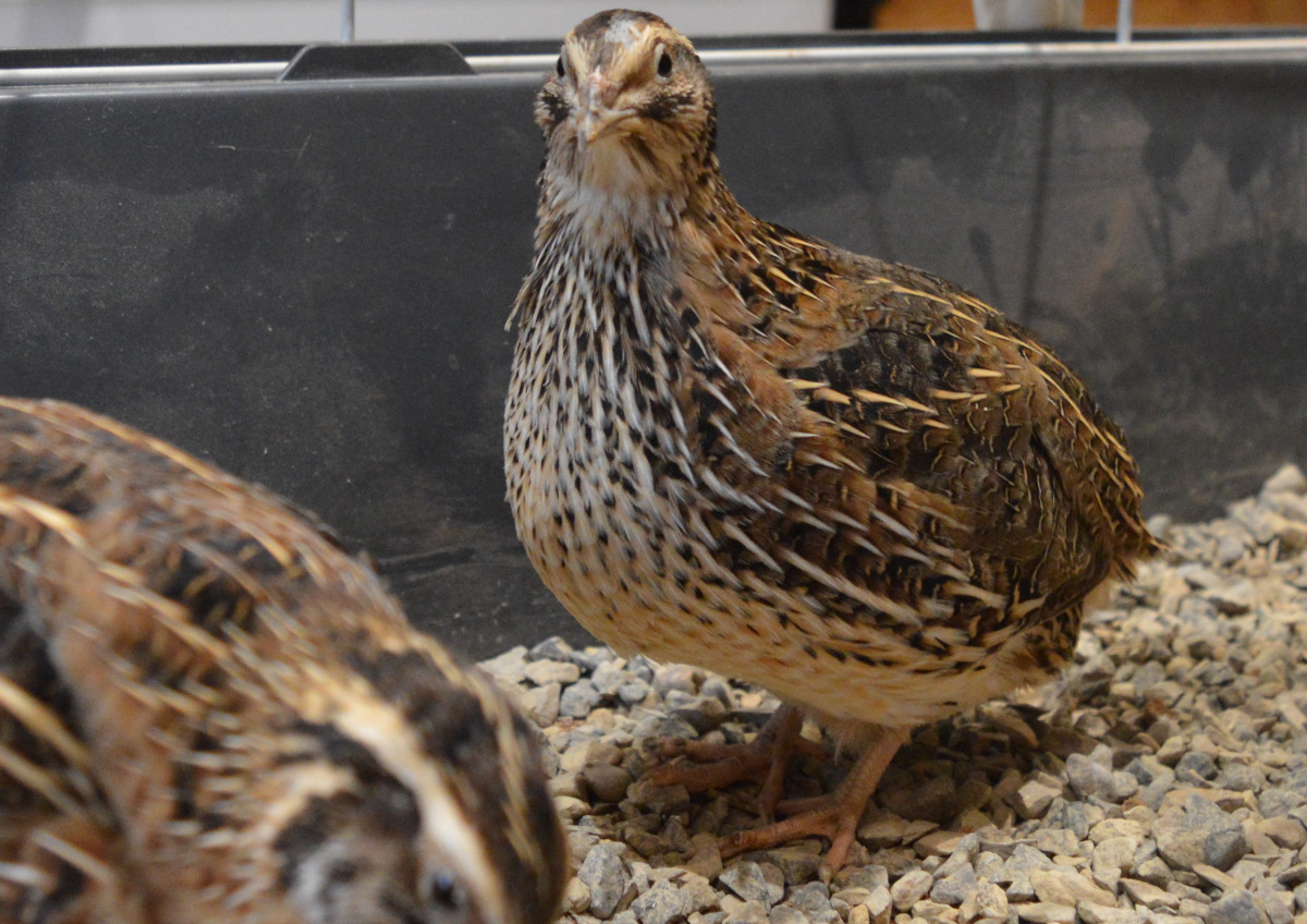 How much do quail cost, tips for picking the best birds and where to