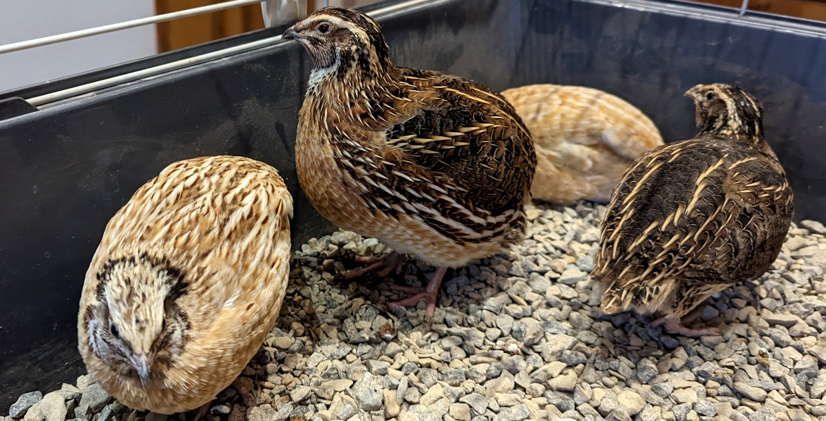 A covey of quail in a cage.