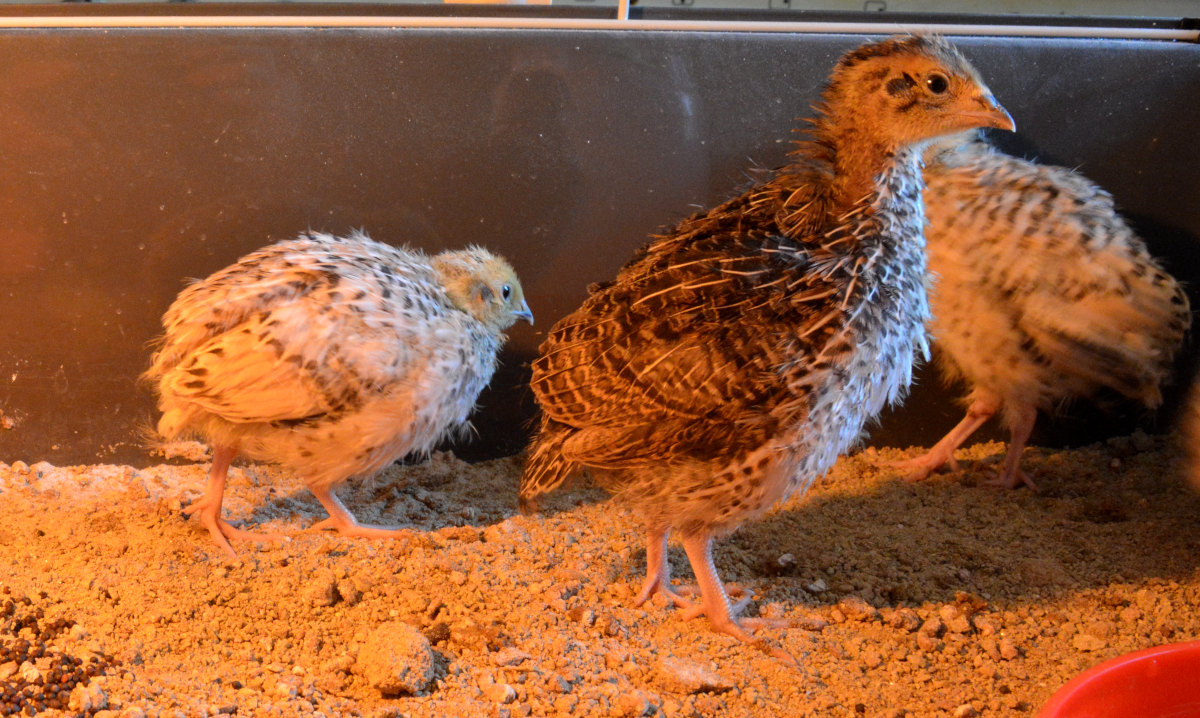 Rearing quail in the family setting will make them more friendly and better pets.