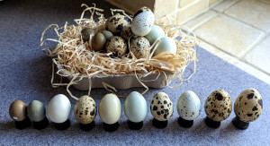 A comparison of the size of quails eggs from 10 different breeds.