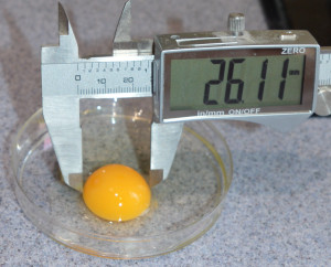 A quails egg being tested for its size, shape and colour.