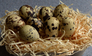 A selection of quails eggs I am about to test.
