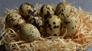 A nest full of quails eggs.