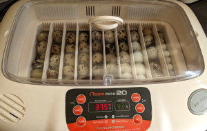 50 quail eggs in my incubator